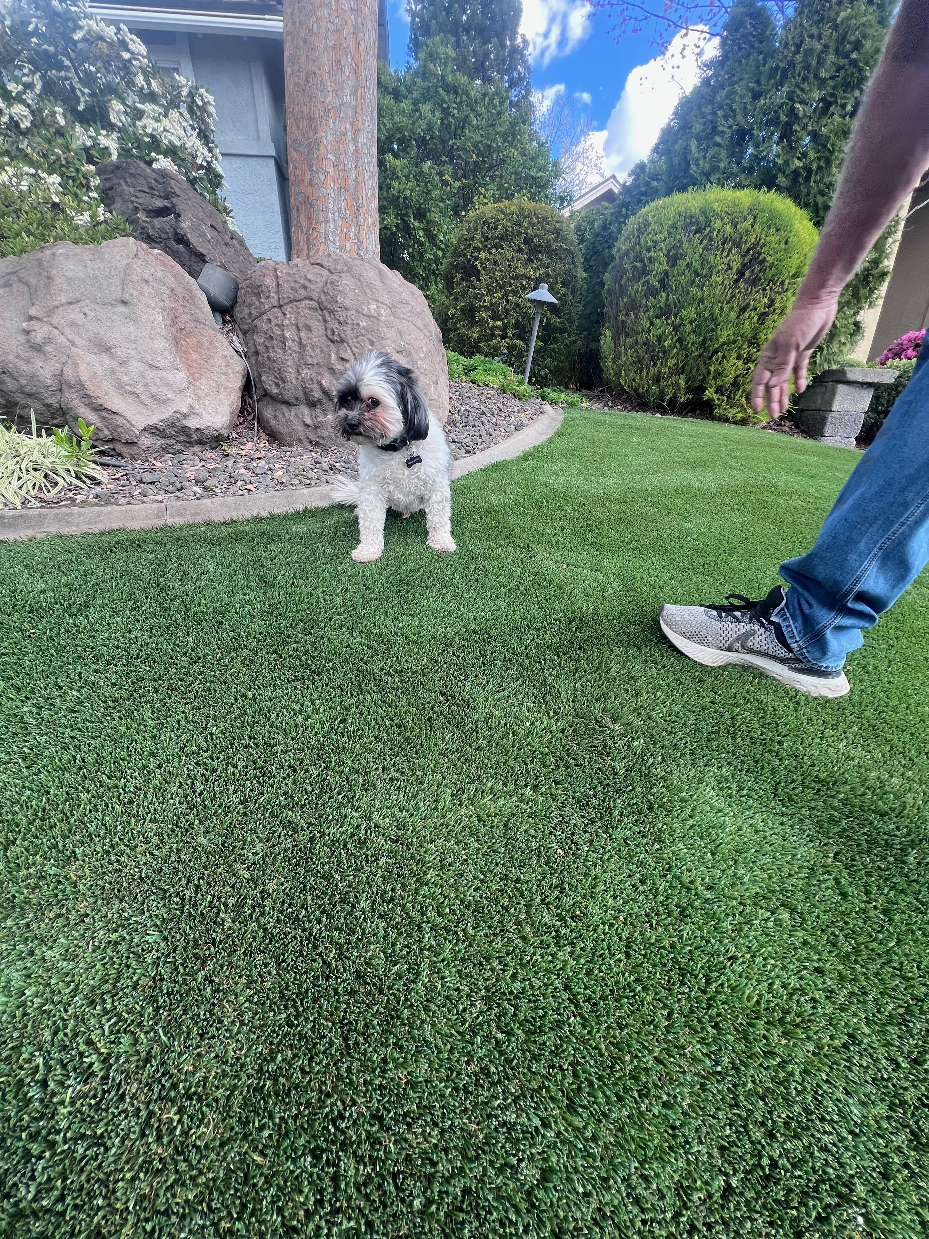 Murphy's Turf — front yard turf with dog